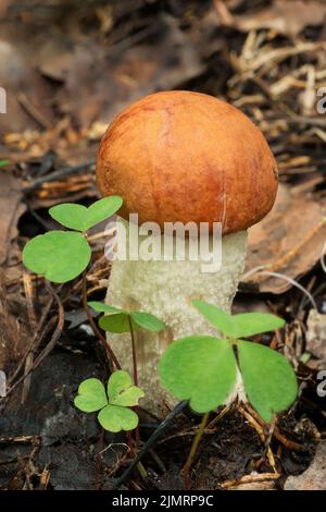 Tierwelt Europas - essbarer Pilz Orangen-Cup-Boletus wächst im Wald. Stockfoto