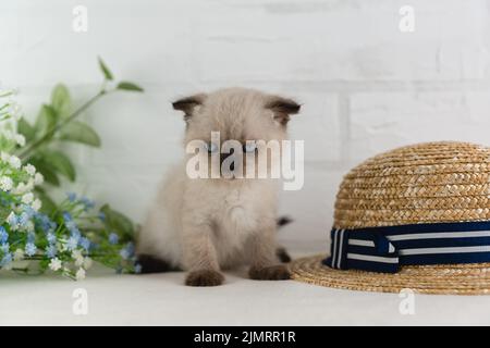 Ein wunderschönes blauäugig Kätzchen der Punktfarbe sitzt auf dem Tisch neben einem Strohsommerhut Stockfoto