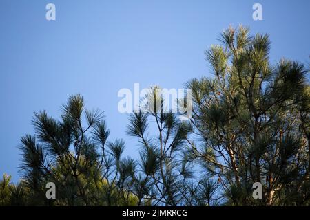 Unter Kiefernnadeln in einem Baum versteckt, ist der Zwergwaldsänger (Setophaga pinus) Stockfoto