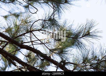 Kiefernwaldsänger (Setophaga pinus) bereit, aus einem Ast zu hüpfen Stockfoto