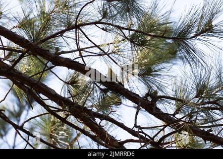 Unterseite eines Kiefernwaldes (Setophaga pinus) auf einem Kiefernglied Stockfoto