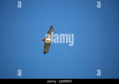 Rotschwanzfalke, auch bekannt als Windhawk (Buteo jamaicensis), der durch einen tiefblauen Himmel ragt Stockfoto