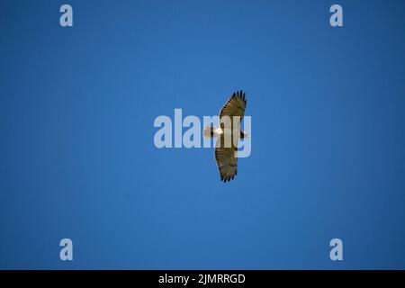 Rotschwanzfalke, auch bekannt als Windhawk (Buteo jamaicensis), der durch einen tiefblauen Himmel ragt Stockfoto