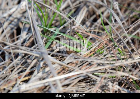 Blanchards Cricket-Frosch (Acdis crepitans blanchardi) versteckt sich im getrockneten Gras Stockfoto