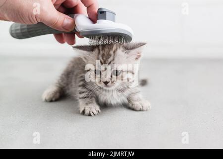 Ein Kamm in der Hand eines großmannes kämmt ein kleines gestreiftes grau-weißes Kätzchen auf weißem Hintergrund. Selektiver Fokus Stockfoto