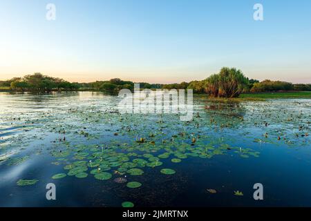 Seerosen in Yellow Waters Billabong im Morgengrauen, Kakadu-Nationalpark, Northern Territory, Australien Stockfoto