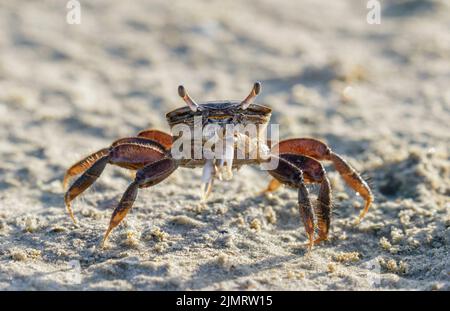 Brackish-Water Fiddler Crab (Uca Minax) Weibchen am Meeresstrand, Galveston, Texas, USA. Stockfoto