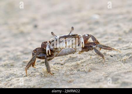 Brackish-Water Fiddler Crab (Uca Minax) Weibchen am Meeresstrand, Galveston, Texas, USA. Stockfoto