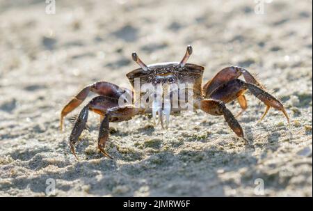 Brackish-Water Fiddler Crab (Uca Minax) Weibchen am Meeresstrand, Galveston, Texas, USA. Stockfoto