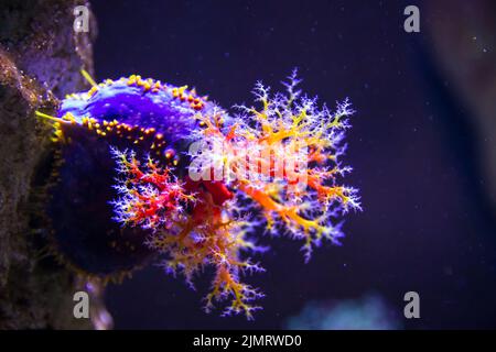 Farbenfrohe, weiche Korallen-Nahaufnahme im Meer Stockfoto