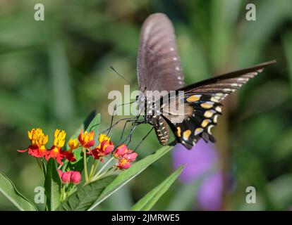 Pipevine-Schwalbenschwanz (Battus philenor), der sich von Milchblüten ernährt, Galveston, Texas, USA. Stockfoto