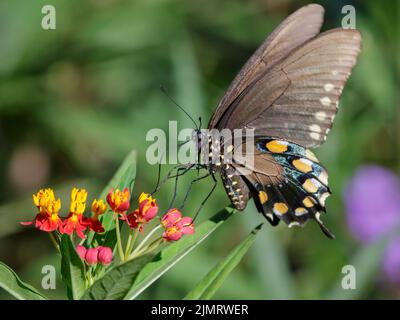 Pipevine-Schwalbenschwanz (Battus philenor), der sich von Milchblüten ernährt, Galveston, Texas, USA. Stockfoto