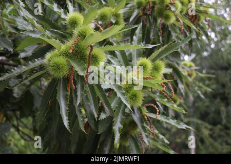 Mühle Castanea sativa. Süßer Kastanienbaum. Zweig der spanischen Kastanie Stockfoto