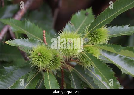 Mühle Castanea sativa. Süßer Kastanienbaum. Zweig der spanischen Kastanie Stockfoto