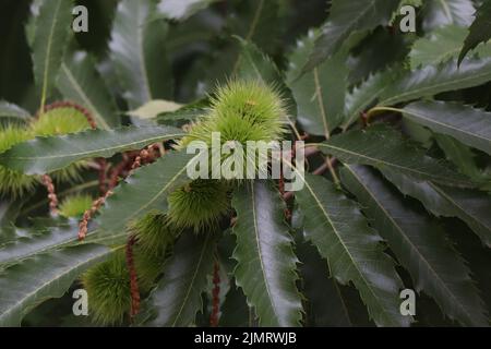 Mühle Castanea sativa. Süßer Kastanienbaum. Zweig der spanischen Kastanie Stockfoto