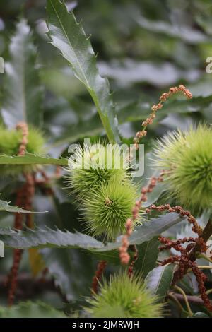 Mühle Castanea sativa. Süßer Kastanienbaum. Zweig der spanischen Kastanie Stockfoto