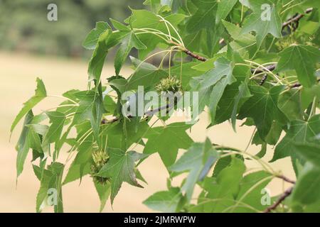 Zweige von amerikanischem Süßgummi oder Liquidambar Styraciflua Baum Stockfoto