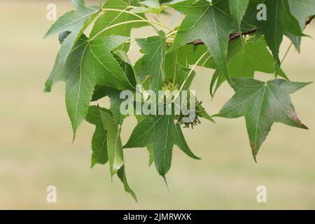 Zweige von amerikanischem Süßgummi oder Liquidambar Styraciflua Baum Stockfoto