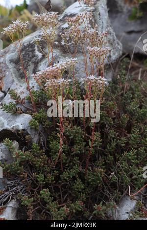 Blühende Pflanze Sedum Album in der Natur Stockfoto