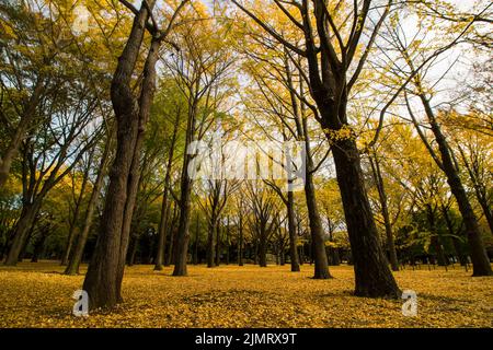 Herbst Yoyogi Park bedeckt mit gelb gefallenen Blättern, gesäumt von Ginkgo-Hainen Stockfoto