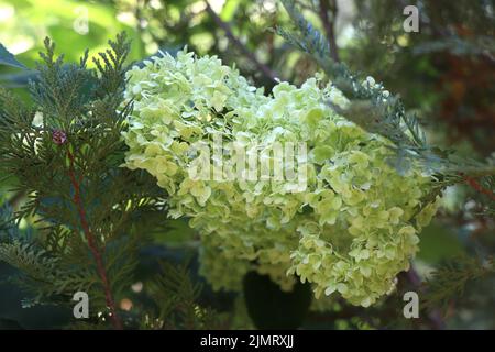 Blühende Pflanze Hydrangea arborescens in einem Garten Stockfoto