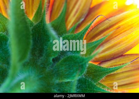 Eine Makroaufnahme einer gewöhnlichen Sonnenblume (Helianthus annuus) von hinten zeigt ihren Haarstamm und ihre Blütenblätter, auch bekannt als Strahlblüten oder Strahlblüten Stockfoto