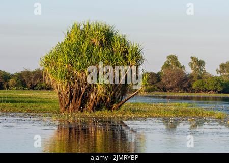 Pandanus bei Sonnenaufgang in Yellow Waters Billabong, Kakadu National Park, Northern Territory, Australien Stockfoto