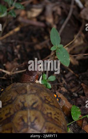 Ostkastenschildkröte (Terrapene carolina carolina) mit einer asiatischen Tigerkilze (Aedes albopictus) am Hals Stockfoto