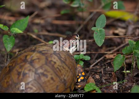 Ostkastenschildkröte (Terrapene carolina carolina) mit einer asiatischen Tigerkilze (Aedes albopictus) am Hals Stockfoto