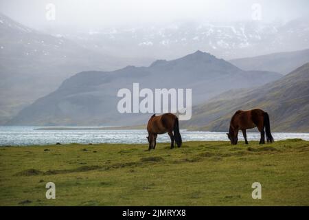 Zwei isländische Pferde grasen auf dem Westisländischen Hochland, der Halbinsel Snaefellsnes. Spektakuläre vulkanische Tundra-Landschaft mit mou Stockfoto