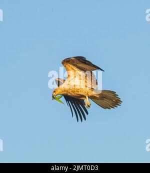 Pfeifdrachen (Haliastur sphenurus) im Flug mit Blättern im Schnabel, Yellow Waters Billabong, Kakadu National Park, Northern Territory, Australien Stockfoto