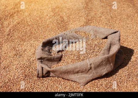 goldene Vollkörner in Jute-Sack auf Weizenkörner hinten. Getreideernte. Zutat für die Brotherstellung. Landwirtschaft, Landwirtschaft, Wohlstand, Ernte Stockfoto