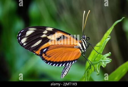 Tiger Longwing Schmetterling fliegt frei in einem Vivarium. Stockfoto