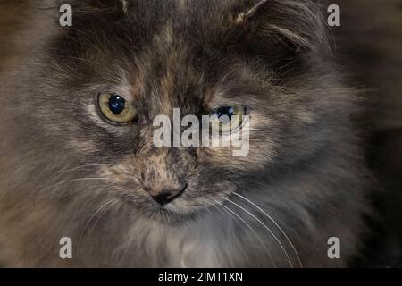 Nahaufnahme einer grauen, langhaarigen Katze Stockfoto