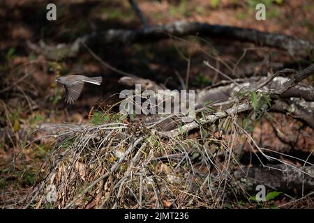 Dunkeläugiger junco (Junco hyemalis) im Flug über einem Baumglied Stockfoto