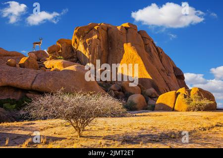 Antilopenspringbock in der Namib-Wüste Stockfoto