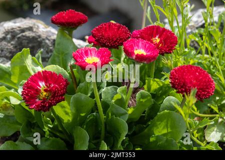 Seaside Daisy, Erigeron glaucus Ker GAWI, blühend in Thurlestone Devon Stockfoto