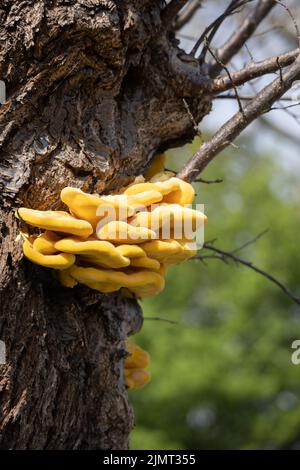 Laetiporus sulfureus Bracket Pilz wächst auf einem Baum im Frühling Stockfoto