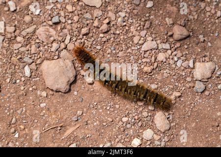 Raupe der Eggar-Motte, Lasiocampa quercus auf dem Südwestküstenpfad Stockfoto