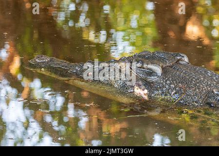 Nahaufnahme eines Salzwasser-Krokodils (Crocodylus porosus), Yellow Waters Billabong, Kakadu National Park, Northern Territory, Australien Stockfoto
