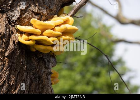 Laetiporus sulfureus Bracket Pilz wächst auf einem Baum im Frühling Stockfoto