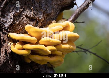 Laetiporus sulfureus Bracket Pilz wächst auf einem Baum im Frühling Stockfoto