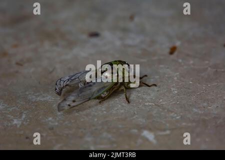 Single resh Cicada (Megatibien resh) auf einem Zementboden Stockfoto