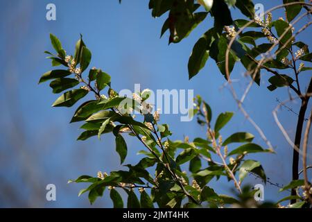 Gewöhnliche östliche Hummel (Bombus impatiens) auf einer Pflanze Stockfoto