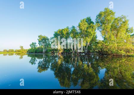 Bäume spiegeln sich im Wasser bei Sonnenaufgang, Yellow Waters Billabong, Kakadu National Park, Northern Territory, Australien Stockfoto