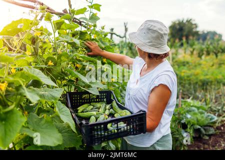 Frau mittleren Alters pflückt Gurken aus Spalieren auf der Sommerfarm. Der Bauer findet Gemüse und legt es in eine Kiste. Gesunde hausgemachte frische Lebensmittel Stockfoto