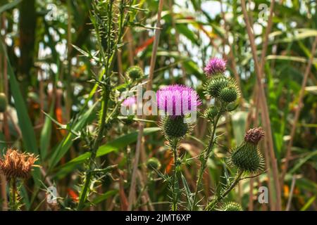 Blühende Klette, Onopordum acanthium. Rosafarbene Klette, STACHELIGE TARTARBLÜTEN auf einem grünen Hintergrund der Natur. Pflanzenhintergrund, Nahaufnahme. Stockfoto