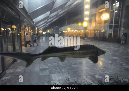 07.08.2012, Pjöngjang, Nordkorea, Asien - In der Hotellobby des Yanggakdo International Hotels in der Hauptstadt Schwimmt Ein Stör in einem Aquarium. Stockfoto