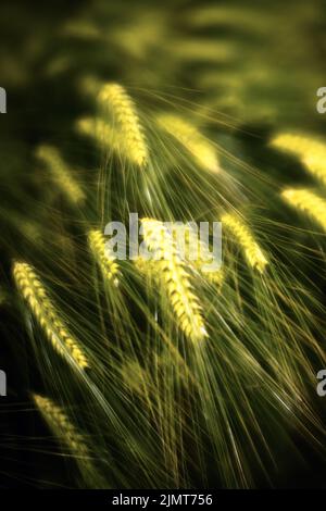 Eine vertikale, weiche Fokusansicht von Ähren von grünem Weizen, die in einem Feld wachsen Stockfoto