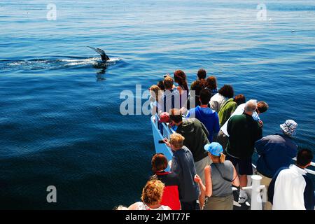 Eine Menge Leute versammeln sich vor dem Boot, um einen Blick auf einen Buckelwal zu erhaschen, bevor er vor Cape Cod unter die Oberfläche des Ozeans taucht Stockfoto